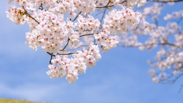 4月から社交ダンスを始めよう|金沢市の初心者におすすめの習い事